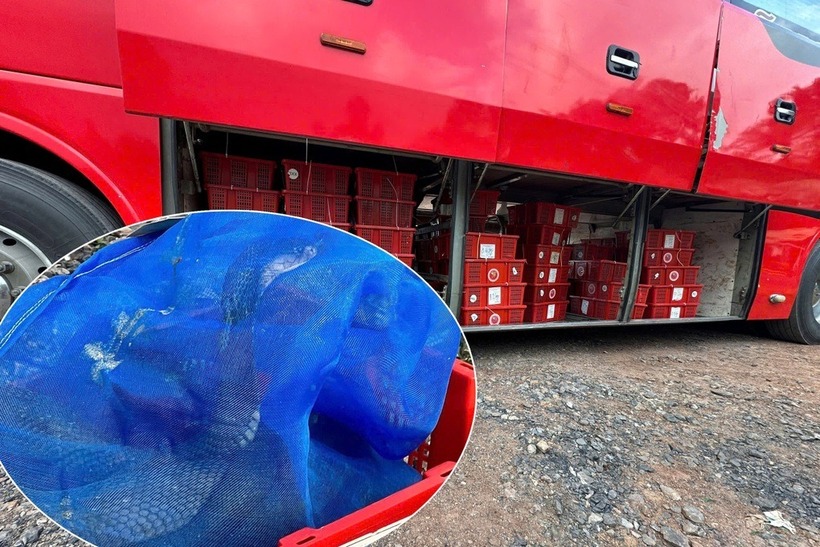 Số rắn hổ mang trước đó được phát hiện trên xe khách, không có giấy tờ hợp pháp. Ảnh: Dân trí