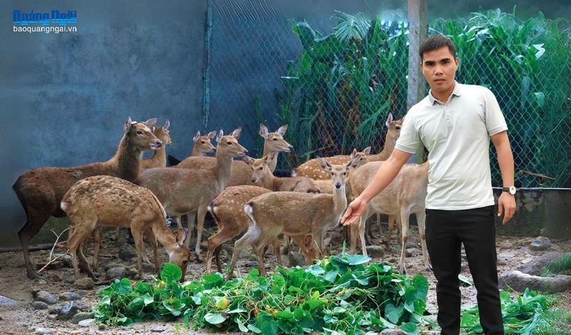 Anh Nguyễn Văn Trải phát triển kinh tế từ mô hình nuôi hươu sao. Ảnh: Báo Quảng Ngãi