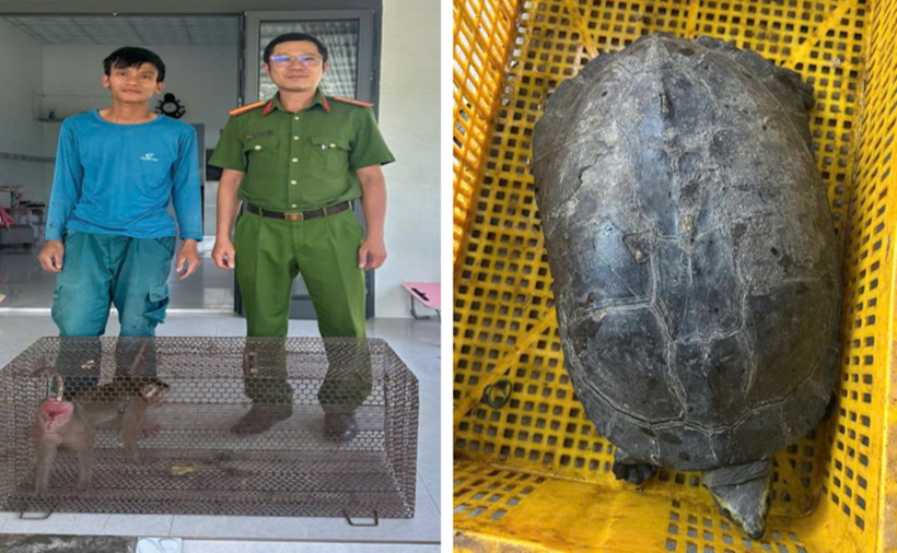 Cá thể khỉ đuôi lợn và rùa răng được công dân giao nộp cho Công an phường. (Ảnh: Công an tỉnh Lâm Đồng)