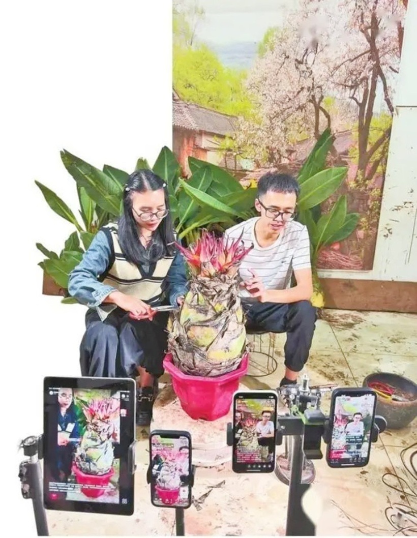 Cặp vợ chồng bỏ phố về quê bán chuối tài lộc.