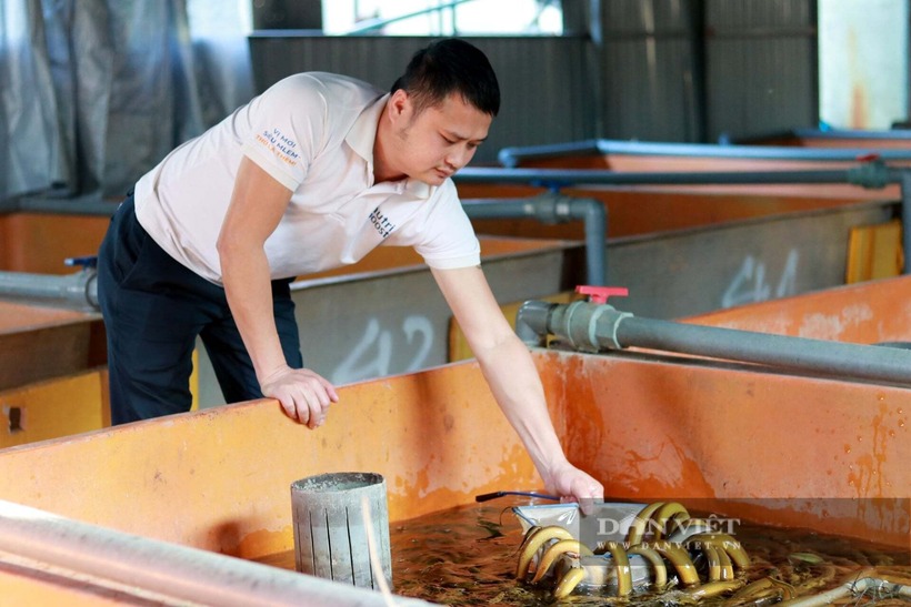 Anh Phạm Ngọc Dung nuôi lươn. Ảnh: Dân Việt