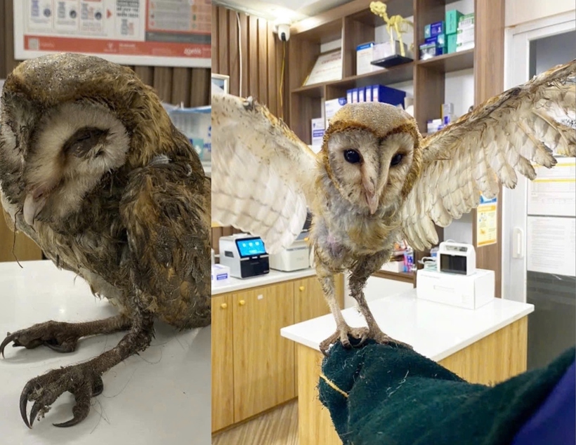 Chú chim cú lợn có nickname "Cú Đá" được hồi sinh kỳ diệu. (Ảnh: Thanh niên).