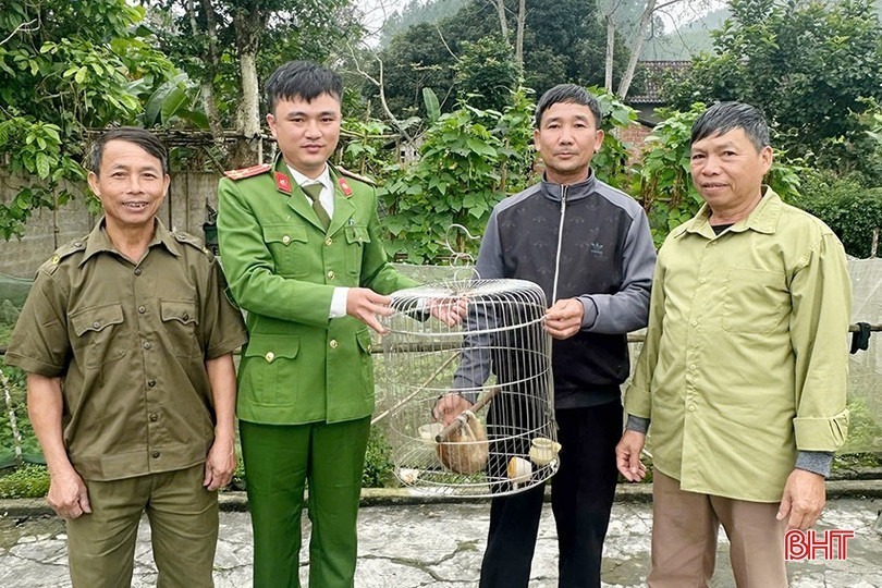 Dọn dẹp vườn nhà phát hiện culi, người đàn ông báo công an để bàn giao. Ảnh: Báo Hà Tĩnh