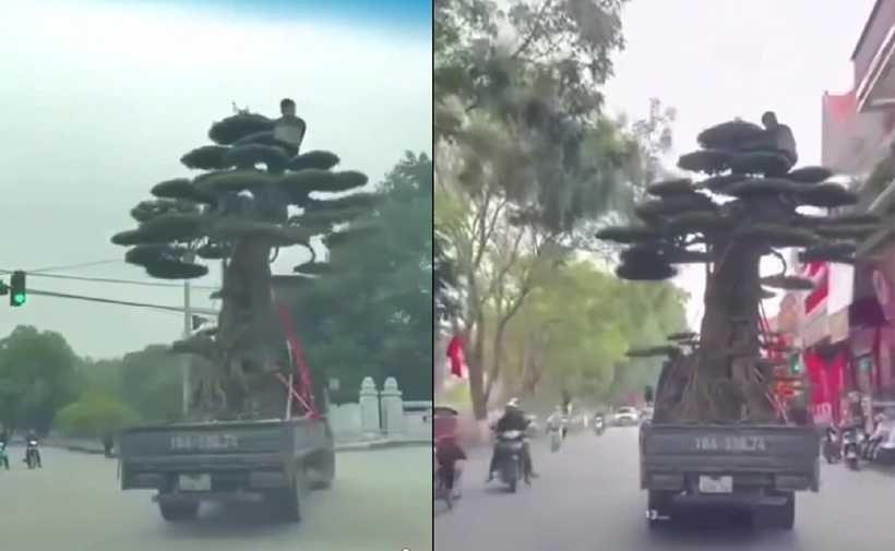 Xe tải chở cây cảnh vi phạm chở hàng vượt quá chiều cao cho phép, chở người trên thùng xe trái quy định. Ảnh: Vietnamnet.