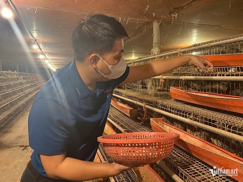 Anh Linh thu gom trứng chim cút để bán cho thương lái. Ảnh: VietNamnet