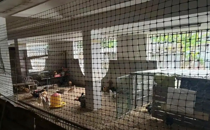 Không gian tầng hầm bị chia thành 4 chuồng trại, nuôi thả khoảng 50 con gà, vịt. Ảnh: Sohu.