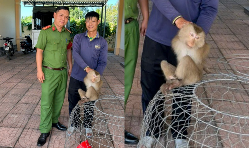 Ông Lanh mang cá thể khỉ đuôi lợn đến giao nộp. (Ảnh: Công an xã Nam Thành)