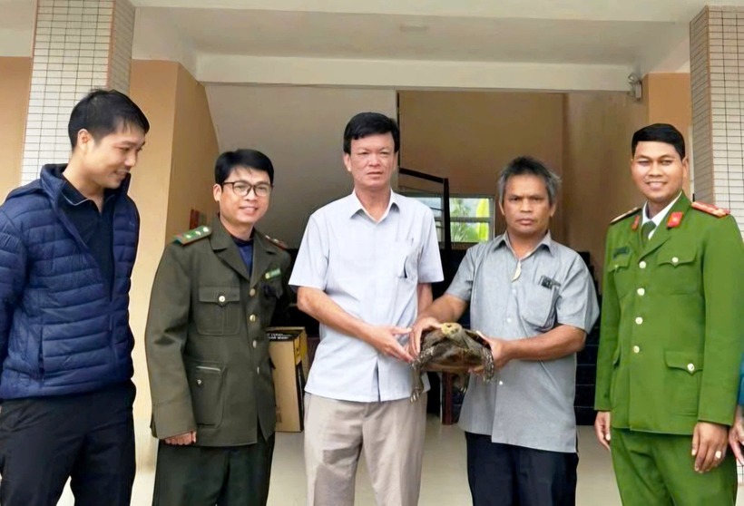 Lực lượng chức năng tiếp nhận một cá thể rùa núi viền quý hiếm do người dân tự nguyện giao nộp. Ảnh: Báo Tiền phong.