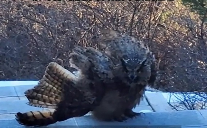 Cơ quan lâm nghiệp địa phương xác nhận, con chim trong clip không phải là "chim điêu" mà là Cú đại bàng Á Âu (Ảnh: Sohu).