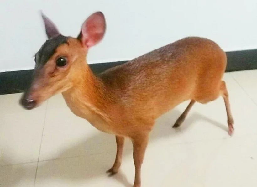 Trong vài năm trở lại đây, quần thể nai muntjac Reeves tại Chiba tăng trưởng với tốc độ đáng báo động, kéo theo hàng loạt hệ lụy nghiêm trọng cho đời sống người dân và sản xuất nông nghiệp.