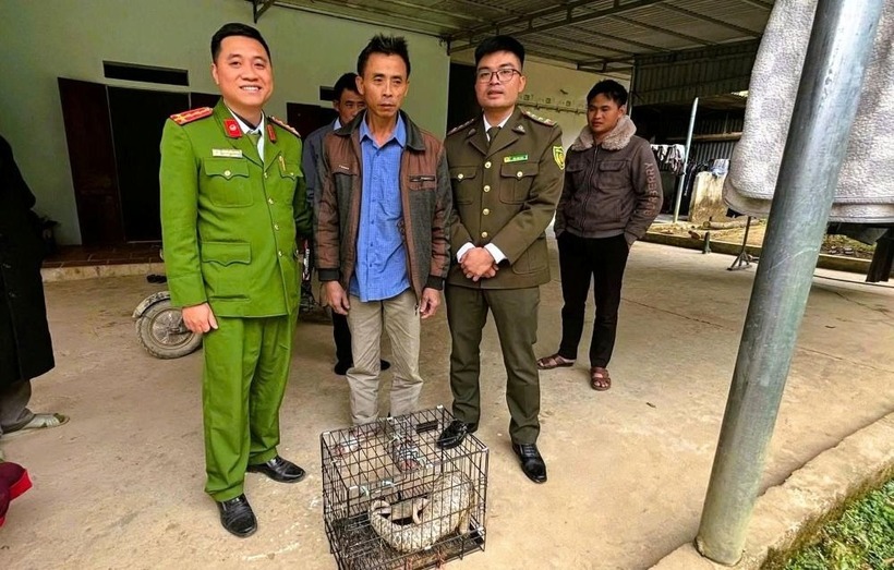 Phát hiện 2 cá thể tê tê quý hiếm, người dân giao nộp cho cơ quan chức năng. (Ảnh: Lao động)