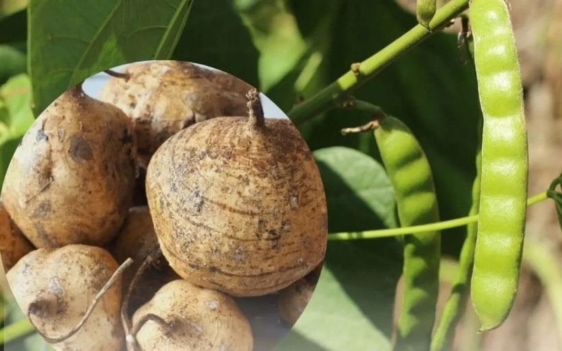 Củ đậu ăn mát nhưng phần thân, lá, hoa, quả/hạt của cây củ đậu có chứa chất độc nguy hiểm. (Ảnh minh họa).