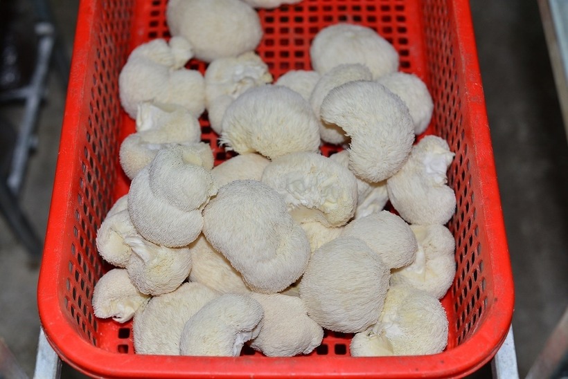 Sản phẩm nấm hầu thủ trắng muốt, giàu dinh dưỡng. Ảnh: Thương hiệu & Sản phẩm