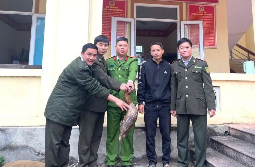Sau khi thấy con tê tê bị chó đuổi chạy vào nhà, anh Tỷ ở xã Mường Chọng, tỉnh Nghệ An đã mang đến công an giao nộp ngay.  (Ảnh: Dân Việt)