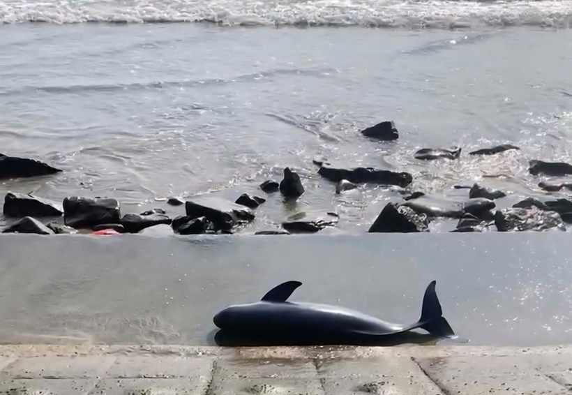 Xác cá voi khoảng 40 kg trôi dạt vào bờ biển thôn Trung Vũ, xã Hoà Trạch, tỉnh Quảng Trị. (Ảnh: Pháp luật Việt Nam).