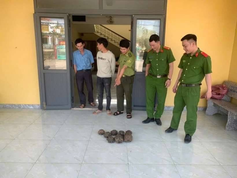 Tám cá thể rùa quý hiếm được giao nộp cho cơ quan chức năng để thả về môi trường tự nhiên.  (Ảnh: Công an xã Hòa Mỹ)