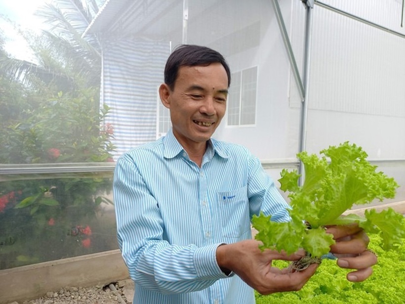 Ông Phạm Văn Biển kiểm tra rau trồng. Ảnh: Thanh niên