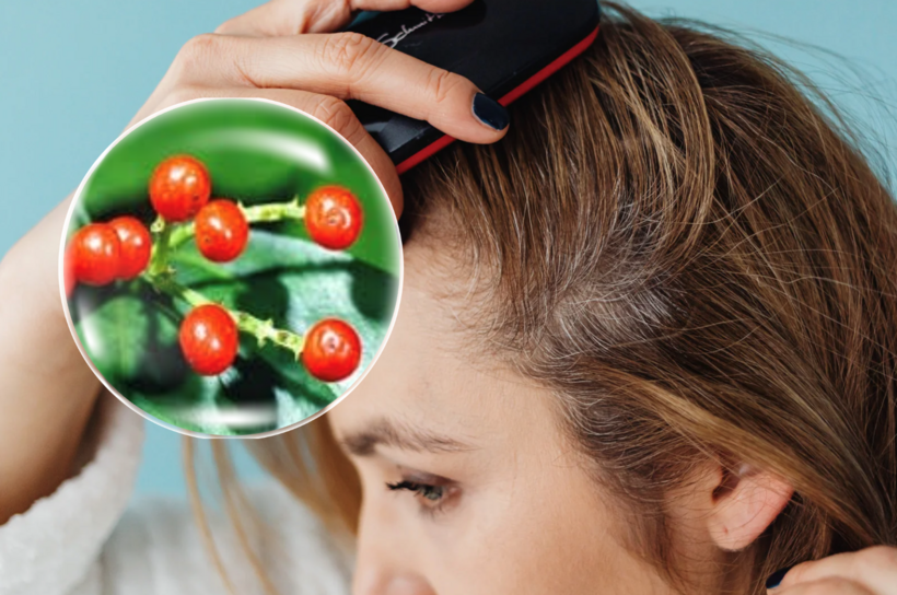 Sói rừng hỗ trợ điều hòa miễn dịch, giảm viêm và hạn chế tái phát vảy nến da đầu