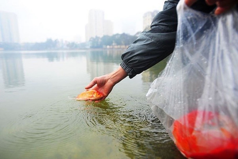 Trong lúc thả cá, gia chủ nên nhẹ nhàng, từ tốn, tránh va chạm mạnh làm cá chết.  Ảnh: Vietnamnet