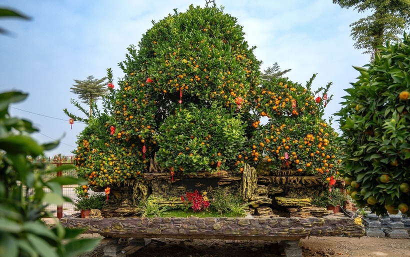 Hai tác phẩm quýt cảnh mang tên Tam đa cổ tự và Song tử bái mẫu (dài hơn 4m; cao 3,5m) hiện đang được nhà vườn chào bán với mức giá 150 triệu đồng cho mỗi tác phẩm. (Ảnh: Dân trí)