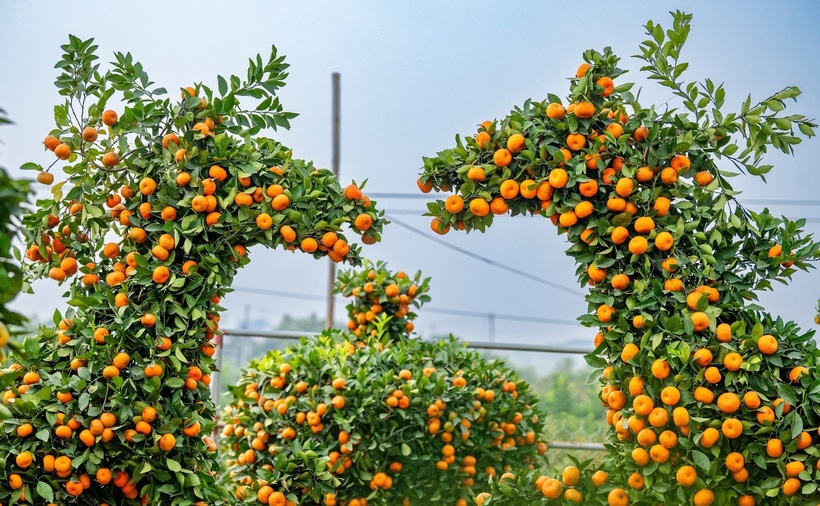 Quýt dáng ngựa độc đáo, đẹp mắt. (Ảnh: Dân trí)