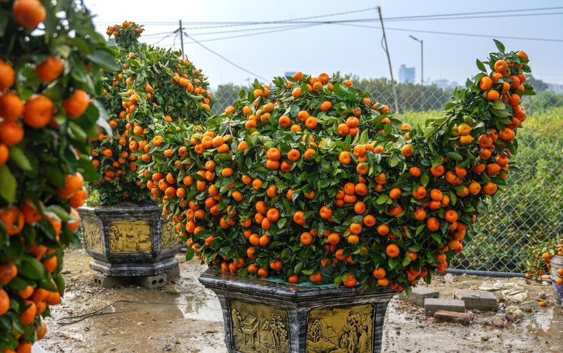 Ngoài quýt cảnh tạo hình dáng ngựa, chủ vườn còn sáng tạo các sản phẩm cây cảnh tạo hình lục bình, vàng thỏi… (Ảnh: Dân trí)