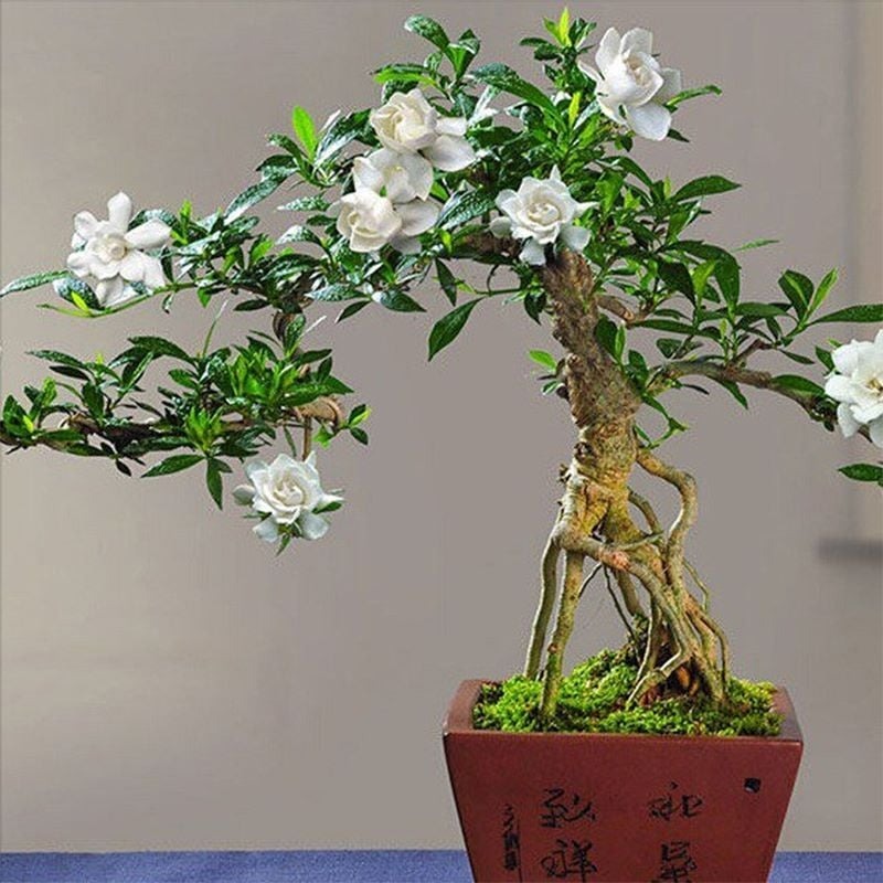 Cây dành dành không chỉ là loài cây cảnh đẹp, dễ trồng, dễ chăm sóc mà còn mang nhiều ý nghĩa phong thủy tích cực như tượng trưng cho sự thanh cao, thuần khiết, mang lại bình an, may mắn và sự ổn định lâu dài cho gia chủ.