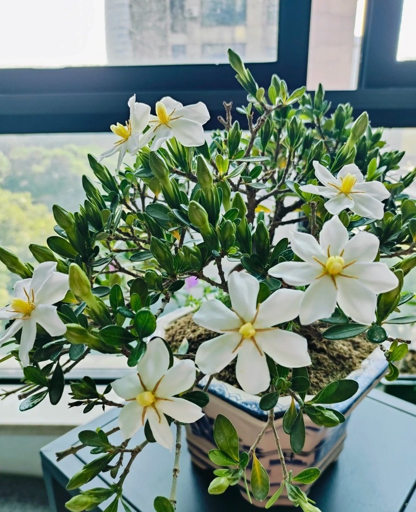 Cây dành dành phù hợp với những ai yêu thích không gian sống nhẹ nhàng, tinh tế và mong muốn xây dựng cuộc sống bền vững cả về vật chất lẫn tinh thần.