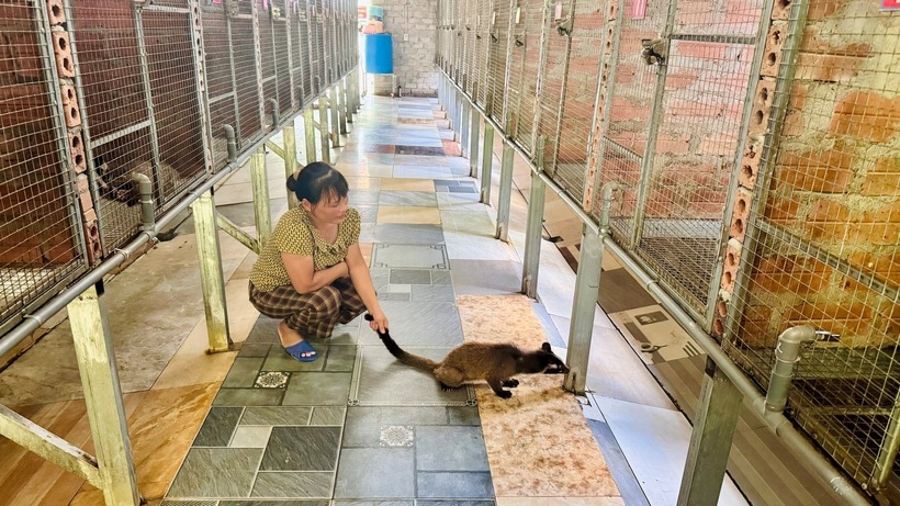 Chị Lê Thị Quyến bỏ nuôi gà, bò để nuôi chồn mốc. Ảnh: Nông nghiệp & Môi trường