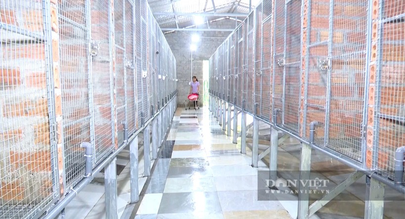 Mô hình chuồng nuôi cầy vòi mốc phải luôn đảm bảo sạch sẽ, thoáng mát về mùa hè, ấm về mùa đông. Ảnh: Dân Việt