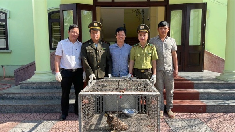 Cá thể Diều hâu Miến Điện được người dân bàn giao cho lực lượng kiểm lâm. Ảnh: Pháp luật TP.HCM
