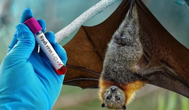Lo ngại diễn biến dịch bệnh do vi rút Nipah, Bộ Y tế ra công văn hoả tốc