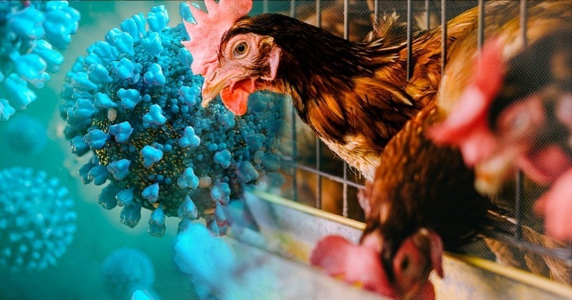 Phát hiện virus cúm gia cầm trên nhiều con quạ chết bất thường. Ảnh minh họa