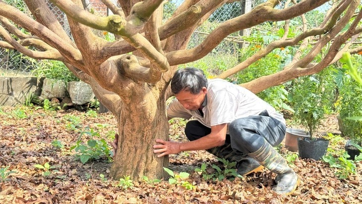 Cội mai vàng nhà ông Tân có hoành thân hơn 1 mét