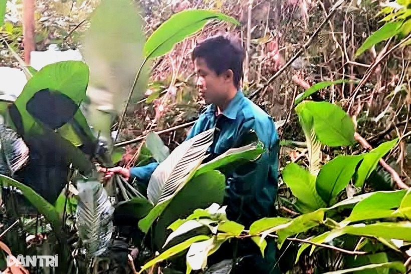 Những ngày giáp Tết, anh Dấu vào rừng hái lá dong để kiếm thêm thu nhập trang trải cuộc sống. Ảnh: Dân trí