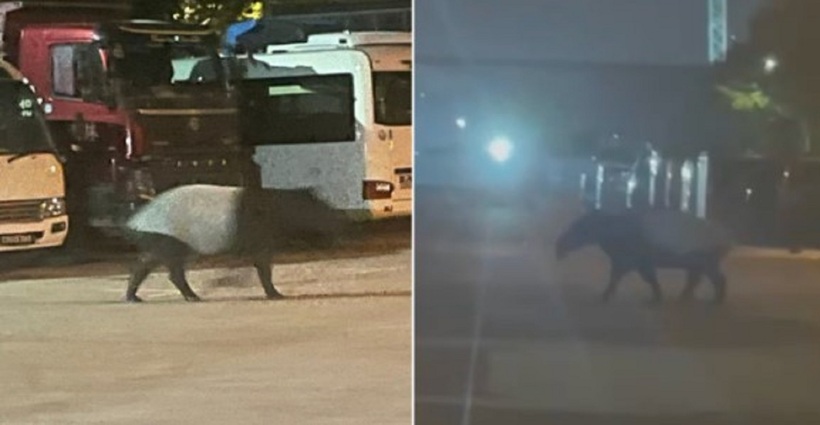 Các chuyên gia nhanh chóng khẳng định sinh vật xuất hiện trong video là heo vòi. Ảnh: Mothership