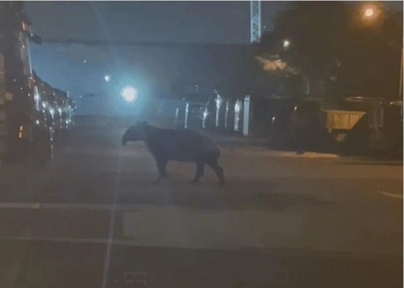 Cá thể heo vòi đi lang thang. Ảnh: Mothership