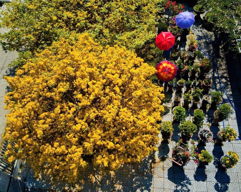 Cây mai vàng cổ nhìn từ trên cao. Ảnh: Vietnamnet