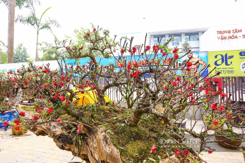 Chiêm ngưỡng cặp đào thất thốn cho thuê giá 400 triệu đồng chơi Tết - 1