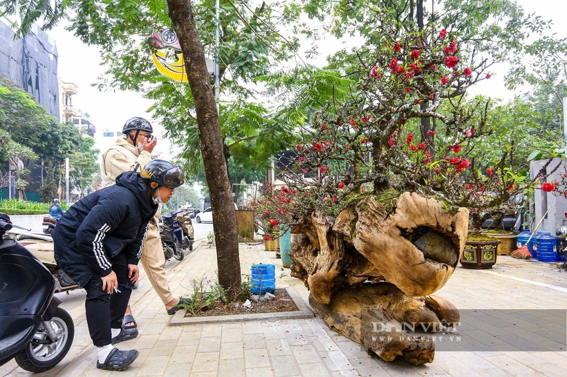 Chiêm ngưỡng cặp đào thất thốn cho thuê giá 400 triệu đồng chơi Tết - 4
