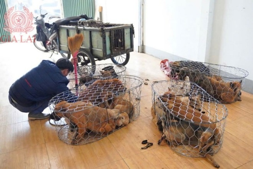 Số chó bị trộm thời gian gần đây. Ảnh:  Công an tỉnh Gia Lai