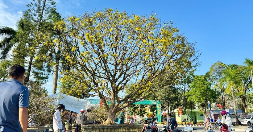 Sự xuất hiện của cây mai "khủng" thu hút sự quan tâm của đông đảo người dân. Nhiều người dừng lại rất lâu, vừa ngắm dáng mai, vừa trò chuyện với chủ nhân để tìm hiểu về nguồn gốc, tuổi đời cũng như những giá trị đặc biệt của cây.