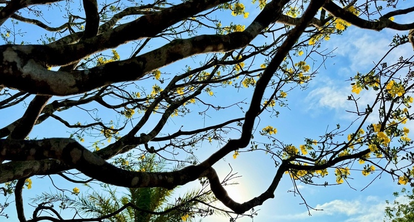 Ông Tư Vinh (74 tuổi, trú phường Nghĩa Lộ, Quảng Ngãi), một người có nhiều năm chơi và sưu tầm mai cảnh, nhận xét trên Tiền phong: “Cây mai này đẹp hiếm thấy, sắc hoa tươi, cành hoa cân đối. Phần gốc nở đều hơn thân, bộ đế rất “lực”, rễ lớn tỏa đều tứ diện. Cây có năm cành lớn tượng trưng cho ngũ phúc, nhìn tổng thể rất sang và có thần”.