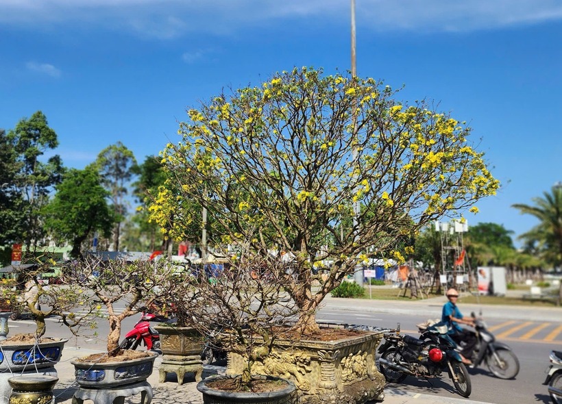 Tại quảng trường Phạm Văn Đồng (phường Cẩm Thành, tỉnh Quảng Ngãi), cây mai vàng hơn 60 năm tuổi trở thành tâm điểm chú ý.