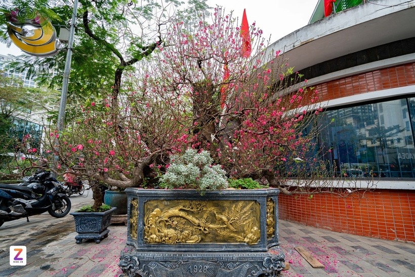 Sáng 7/2 tại chợ hoa trên phố Lạc Long Quân (phường Tây Hồ, Hà Nội), tiểu thương tất bật trưng bày hoa, cây cảnh phục vụ Tết. Đáng chú ý, một cây đào cổ thụ được chào cho thuê với giá 120 triệu đồng.