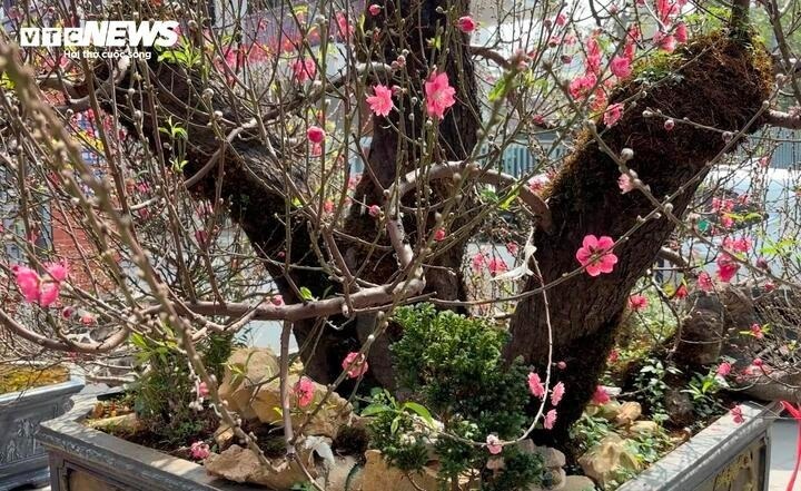"Những cây cho thuê với giá trăm triệu thường mọi năm đã có khách quen đặt trước Tết. Nhưng gần đến ngày giao, khách đổi ý muốn chuyển sang loại cây khác chơi nên cây mới xuất hiện tại chợ. Những cây tôi cho thuê tới 19 tháng Giêng đã phải chở về lại vườn để chăm cho mùa mới", ông Tuấn chia sẻ.