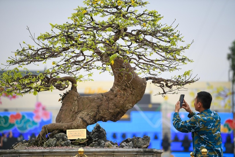 “Thiên phúc Yên Tử” được giới chơi cây đánh giá là một trong những cây mai vàng Yên Tử cổ nhất còn tồn tại