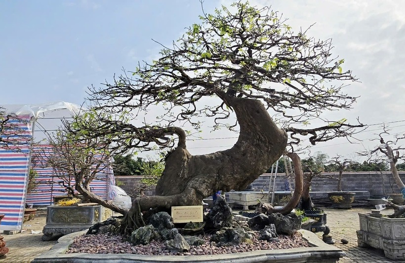 Theo tờ Nông nghiệp Môi trường, khi được phát hiện, cây mai gần như đã chết, thân khô, rễ mục, từng bị bỏ đi nhiều lần. Thế nhưng bằng kinh nghiệm và sự kiên trì của người trồng, cây dần hồi sinh, bật mầm, ra lá. Câu chuyện “chết đi sống lại” ấy không chỉ gây kinh ngạc cho giới chơi cây mà còn tạo nên giá trị tinh thần đặc biệt cho “Thiên phúc Yên Tử”.