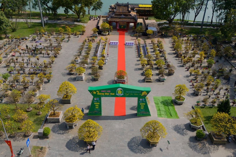 Bên dòng sông Hương thơ mộng, Hội Hoàng mai Huế đã tổ chức trưng bày hơn 500 gốc mai quý tại khu vực Nghênh Lương Đình và Phu Văn Lâu. Không chỉ gây ấn tượng về số lượng, bộ sưu tập này còn quy tụ những gốc mai cổ thụ trăm tuổi, các dáng mai đại bề thế cùng hệ thống bonsai được tạo tác vô cùng tinh xảo.