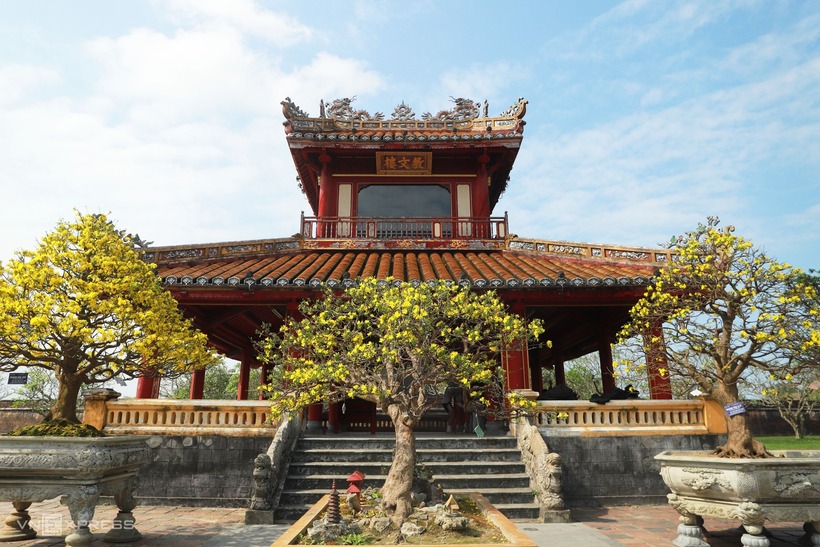 Vượt qua sự khắc nghiệt của trận lũ lịch sử hồi cuối tháng 10, những gốc Hoàng mai cổ thụ tại di tích Phu Văn Lâu vẫn vươn mình khoe sắc rực rỡ. Những dáng thế kiêu hãnh cùng sắc vàng rực rỡ như một lời chào kiên cường gửi đến xuân Bính Ngọ.